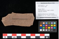 Foto (Objekt + Etikett) von Pinus centrotos Unger (NHMW-GEO-2024-0188-0219)